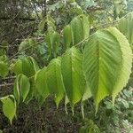 Ulmus rubra Leaf