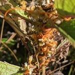 Cuscuta gronovii പുറംതൊലി