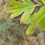 Crataegus rhipidophylla Folha