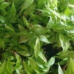 Asparagus asparagoides Blatt