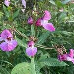 Impatiens glanduliferaЦветок