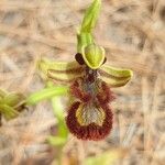 Ophrys speculum Blüte