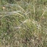 Stipa eriocaulis Folha