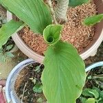 Curcuma longa পাতা