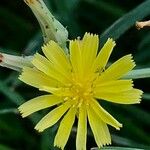 Launaea nudicaulis Fleur
