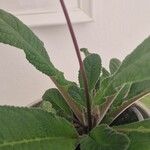 Streptocarpus saxorum Leaf