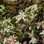 Sedum hispanicum 花