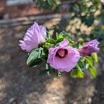 Gossypium sturtianum Flower