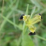 Iris tuberosa Flor