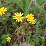 Jacobaea minuta Flower