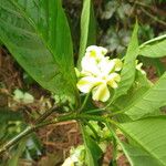 Voacanga africana Flower