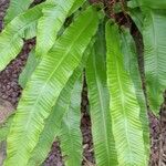 Asplenium scolopendrium Облик