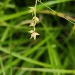 Carex echinata Froito