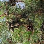 Pinus thunbergii Hedelmä