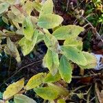 Hylotelephium telephium Likasa