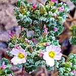 Frankenia pulverulenta Flor