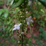 Gonzalagunia hirsuta Λουλούδι