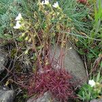 Saxifraga fragosoi Blüte