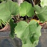 Roldana petasitis Hoja