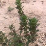 Ziziphora hispanica Hoja
