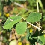 Melilotus altissimus Leaf