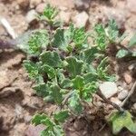 Solanum sinuatirecurvum Leaf