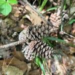 Pinus taeda Fruit