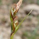 Carex halleriana Owoc