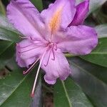 Rhododendron ponticum Blodyn