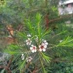 Chamelaucium uncinatum花