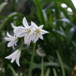 Allium triquetrum Fleur