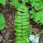 Polemonium pulcherrimum Leaf