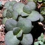 Crassula multicava List