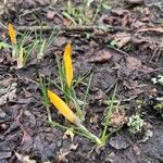 Crocus angustifolius Flower