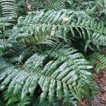 Blechnum cordatum ശീലം