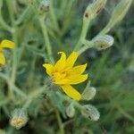 Lomatium triternatum Λουλούδι