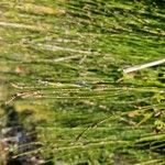 Equisetum hyemale Habitus