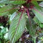 Impatiens flaccida Leaf