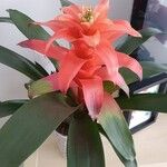 Guzmania spp. Blüte