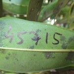 Myrsine citrifolia Leaf