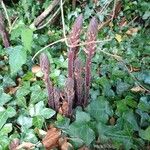 Orobanche hederae Leaf