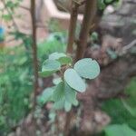 Bauhinia rufescens Hoja