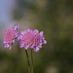 Scabiosa canescens Blüte
