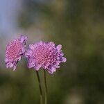 Scabiosa canescens फूल