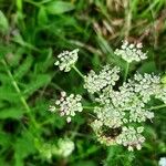 Meum athamanticum Flower