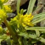 Reseda lancerotae Floare