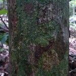 Licania laxiflora 樹皮