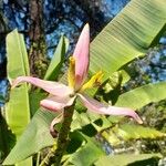 Musa × paradisiaca Blomma