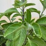 Coleus barbatus Leht