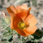 Sphaeralcea coulteri Kwiat